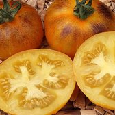 Tomaten zaden - Tomaat Primary Colors