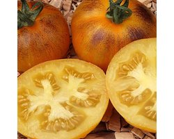 Tomaten zaden - Tomaat Primary Colors