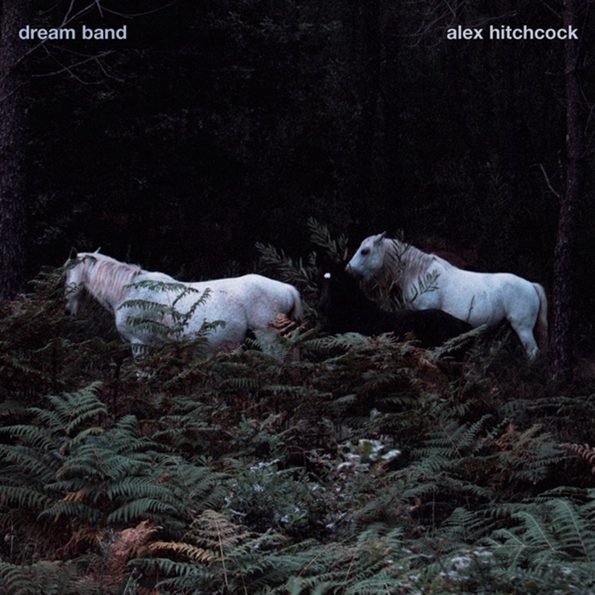 Alex Hitchcock - Dream Band (CD)
