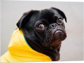 WallClassics - Acrylglas - Zwarte Hond met Gele Jas - 100x75 cm Foto op Acrylglas (Met Ophangsysteem)