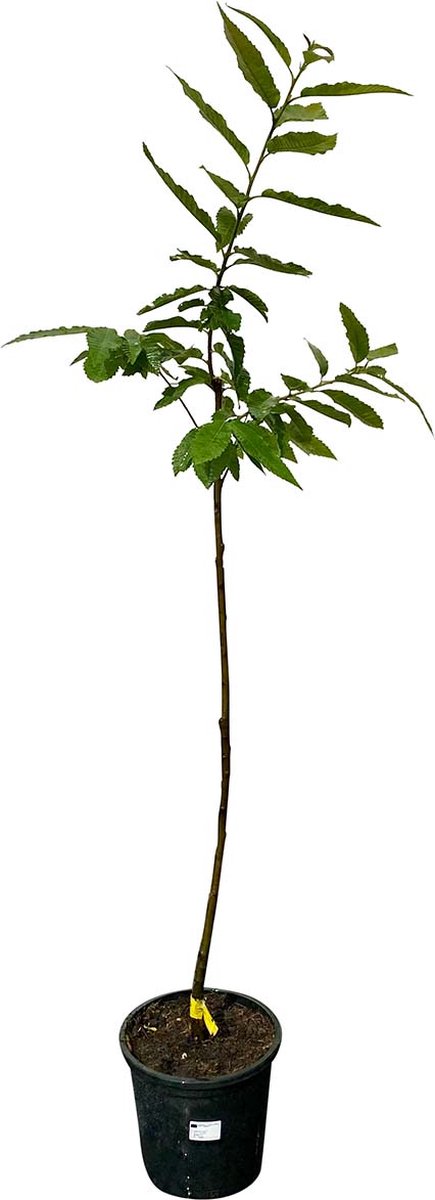 Kastanjeboom - Castanea Sativa - Tamme Kastanje - Winterhard - Pot ⌀ 35cm - Hoogte ca. 150cm