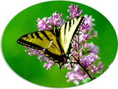 WallClassics - PVC Schuimplaat Ovaal - Geel met Zwarte Vlinder op Roze Bloem - 108x81 cm Foto op Ovaal  (Met Ophangsysteem)