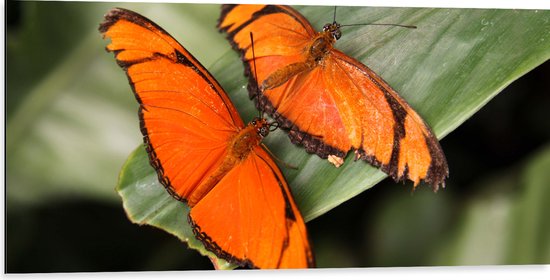 WallClassics - Dibond - Oranje Vlinders op een Blad - 100x50 cm Foto op Aluminium (Wanddecoratie van metaal)