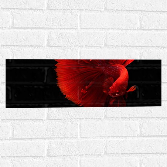 WallClassics - Muursticker - Fel Rode Maanvis - 60x20 cm Foto op Muursticker