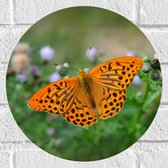 WallClassics - Muursticker Cirkel - Fel Oranje Vlinder - 30x30 cm Foto op Muursticker