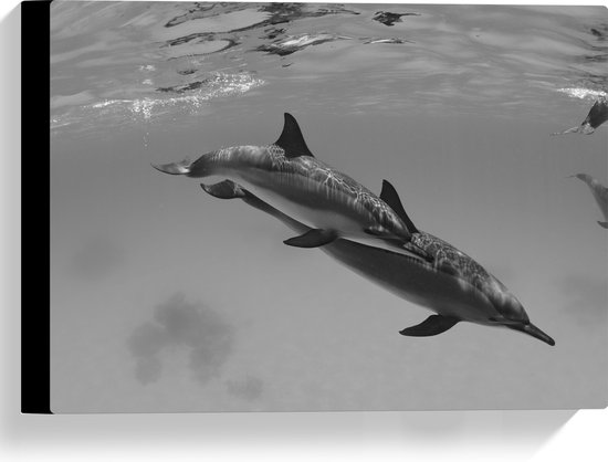 WallClassics - Canvas  - Dolfijnen onder Water Zwart / Wit - 40x30 cm Foto op Canvas Schilderij (Wanddecoratie op Canvas)