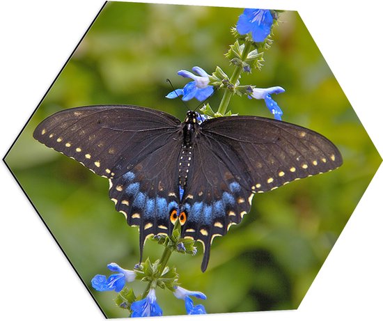 WallClassics - Dibond Hexagon - Zwarte Vlinder op Blauwe Bloem - 70x60.9 cm Foto op Hexagon (Met Ophangsysteem)