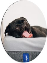 WallClassics - Dibond Ovaal - Gapende Zwarte Pug - 51x68 cm Foto op Ovaal (Met Ophangsysteem)