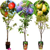 Set van 3 fruitbomen – 1 Appel, 1 Peer, 1 Pruim – Hoogte +100cm – 5 Liter pot – Mix D