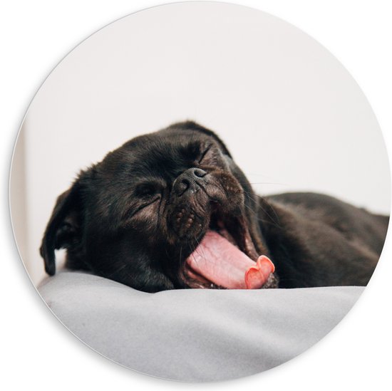 WallClassics - PVC Schuimplaat Muurcirkel - Gapende Zwarte Pug - 80x80 cm Foto op Muurcirkel (met ophangsysteem)