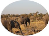 WallClassics - PVC Schuimplaat Ovaal - Kudde Afrikaanse Olifanten - 40x30 cm Foto op Ovaal  (Met Ophangsysteem)