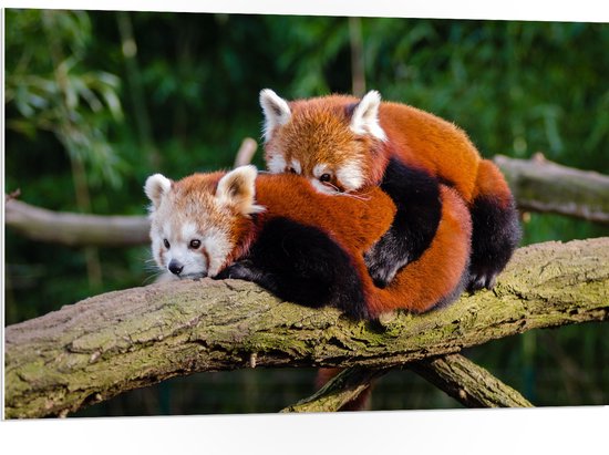 WallClassics - PVC Schuimplaat- Knuffelende Rode Panda's - 105x70 cm Foto op PVC Schuimplaat