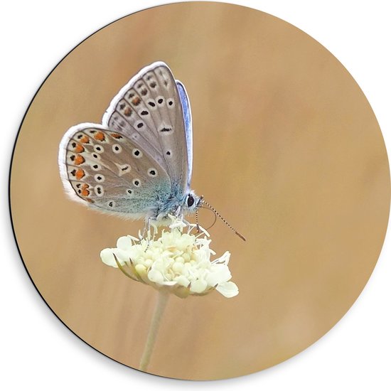 WallClassics - Dibond Muurcirkel - Icarusblauwtje Vlinder op Witte Bloem - 50x50 cm Foto op Aluminium Muurcirkel (met ophangsysteem)