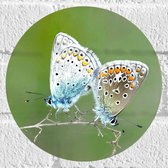WallClassics - Muursticker Cirkel - Icarusblauwtjes Vlinders op een Takje - 20x20 cm Foto op Muursticker