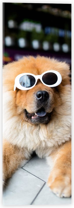 WallClassics - Acrylglas - Coole Hond met Zonnebril - 20x60 cm Foto op Acrylglas (Met Ophangsysteem)