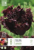 Zakje tulpenbollen - Tulipa 'Labrador' - Bordeaux - Paars - 8 bollen