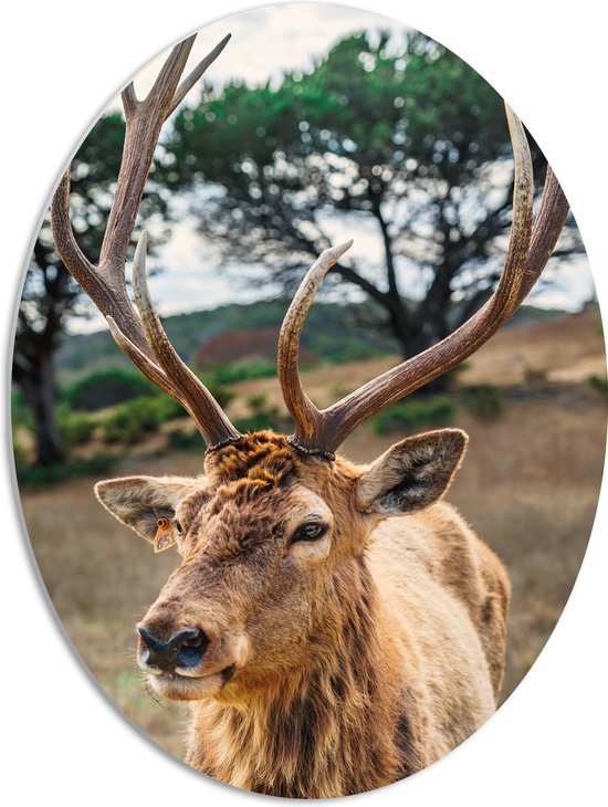 WallClassics - Panneau de mousse PVC ovale - Cerf avec de Groot bois - 51x68 cm Photo sur ovale (avec système de suspension)