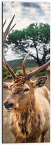 WallClassics - Dibond - Hert met Groot Gewei - 30x90 cm Foto op Aluminium (Wanddecoratie van metaal)