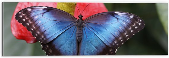 WallClassics - Dibond - Blauw Zwarte Vlinder op Rode Bloem - 60x20 cm Foto op Aluminium (Wanddecoratie van metaal)