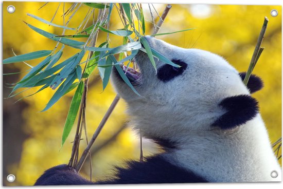 WallClassics - Tuinposter – Etende Panda - 75x50 cm Foto op Tuinposter  (wanddecoratie voor buiten en binnen)