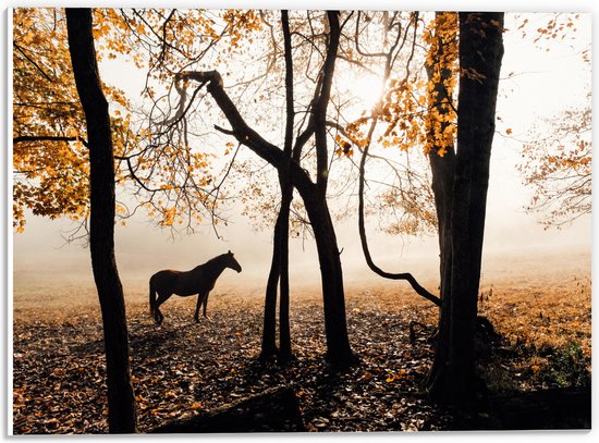 WallClassics - PVC Schuimplaat- Eenzaam Paard in het Bos - 40x30 cm Foto op PVC Schuimplaat