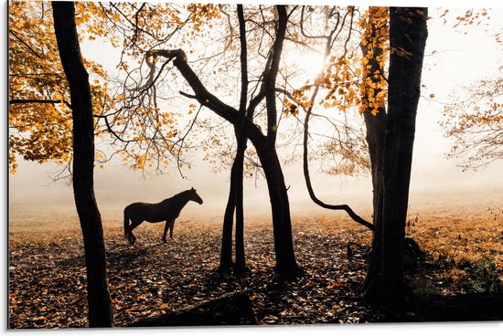 WallClassics - Dibond - Eenzaam Paard in het Bos - 75x50 cm Foto op Aluminium (Met Ophangsysteem)