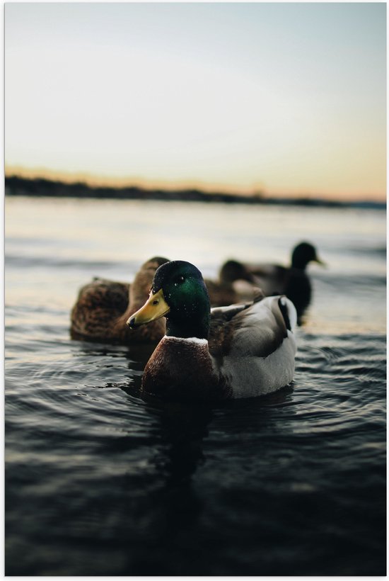 WallClassics - Poster (Matte) - Canards dans l' Water - 40x60 cm Photo sur Papier Poster d'aspect Mat