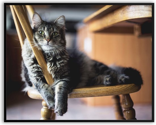Kat stoel fotolijst fotolijst fotolijst met glas 40 x 50 cm - Prachtige kwaliteit - kat - stoel - Glazen plaat - inclusief ophangsysteem - Poster - Foto op hoge kwaliteit uitgeprint