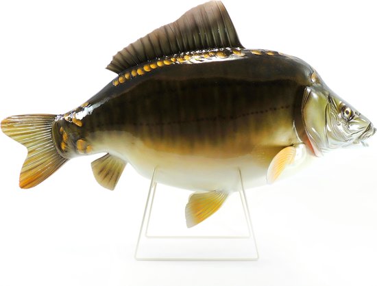 3D Real Fish Trophy Carp 90 cm Levensecht Karperbeeld Beeld Karper Trofee Prijs Karperwedstrijd Vis