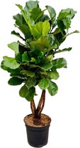 NatureNest - Tabaksplant XL - Ficus Lyrata - 1 Stuk - 200cm