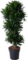 NatureNest - Drakenbloedboom vertakt - Dracaena Compacta - 1 Stuk - 140cm