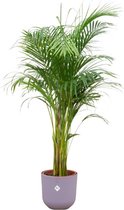 NatureNest - Combi Deal - Areca Palm - Lila - 1 Stuk - 140cm