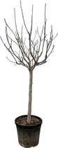 NatureNest - Figuier sur tronc - Ficus Carica - 1 Pièce - 250cm