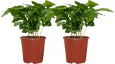 Trendyplants - 2x Coffea Arabica - Koffieplant - Kamerplanten - Hoogte 15-35 cm - Potmaat Ø12cm