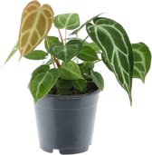 Trendyplants - Anthurium Chrystallinum - Kamerplant - Hoogte 25-45 cm - Potmaat Ø12cm