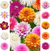 The Bulb Farmers - 14 x Dahlia - 'Rainbow' collection - proefpakket - 2024- bloembollen direct van de kweker - zomerbloeier - bolmaat 1 (meest geschikte maat voor in de tuin) - Thuiswinkel waarborg