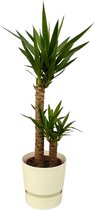 Yucca inclusief elho Greenville Round wit D2H23 - Potmaat 21cm - Hoogte 100cm