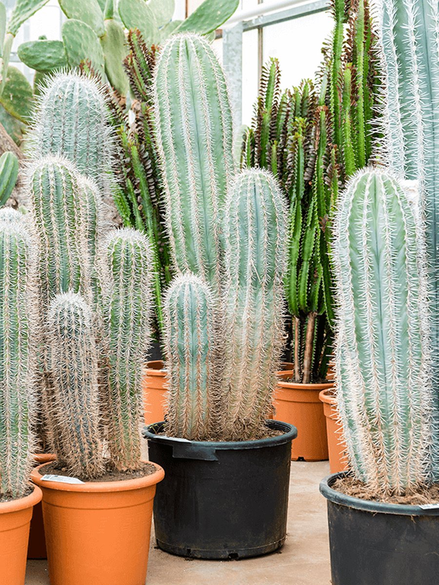 Pachycereus pringlei 3-stam | Mexicaanse reuzencactus