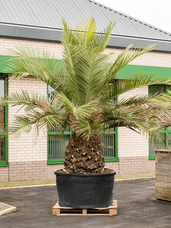 Winterharde palm soorten: 11 palmbomen die goed tegen vorst kunnen 18 Chileense wijnpalm Jubaea chilensis - Stam 350cm