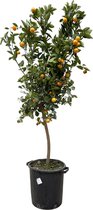 Citrus Calamondin - Potmaat 40cm - Hoogte 200cm