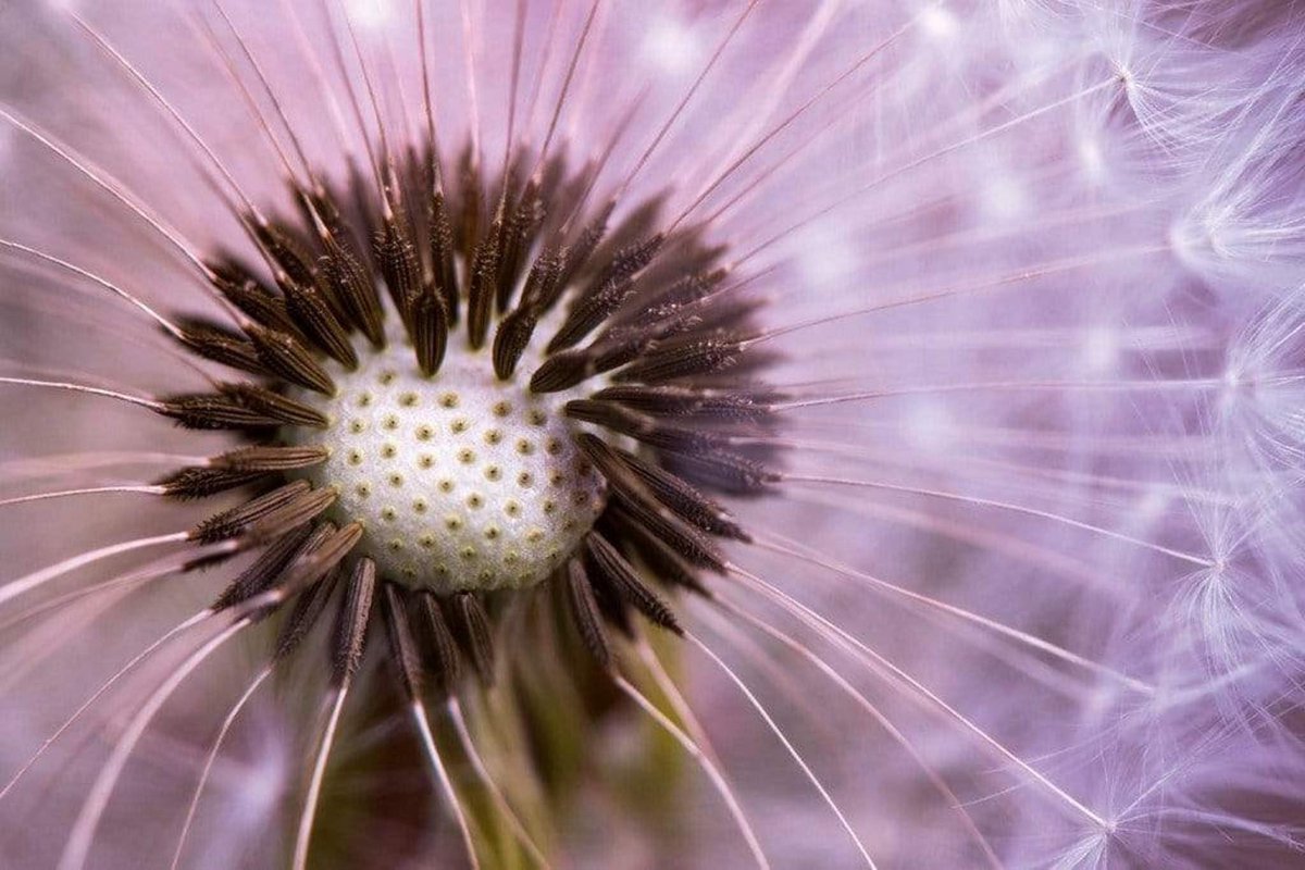 Fotobehang - Dandelion 375x250cm - Vliesbehang