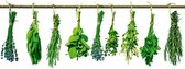 Fotobehang - Herbs 375x250cm - Vliesbehang