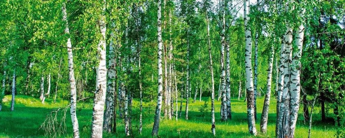 Fotobehang - Birch Grow 375x150cm - Vliesbehang