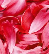 Fotobehang - Red Petals 225x250cm - Vliesbehang