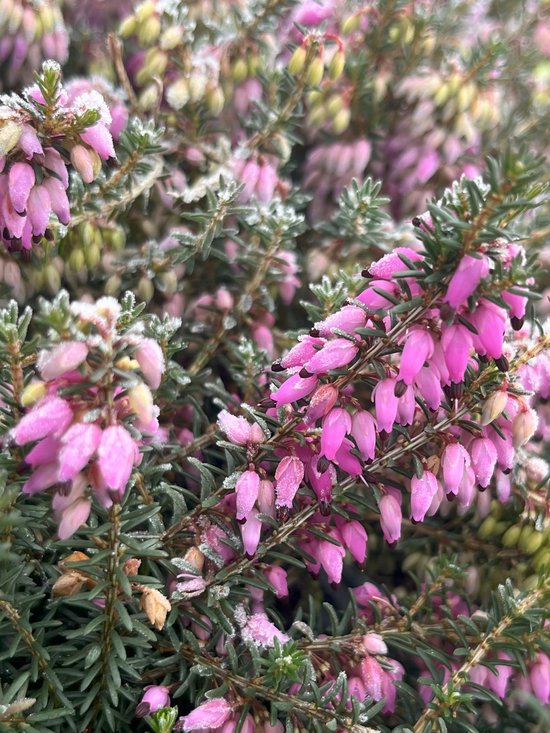 Foto: Winterheide roze 10 stuks erica carnea winter beauty p9 5 plant tuinplant heide