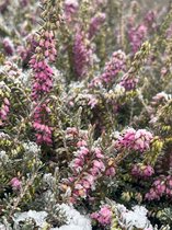Winterheide Roze - 6 Stuks - Erica carnea 'Rosalie' - 1.5L