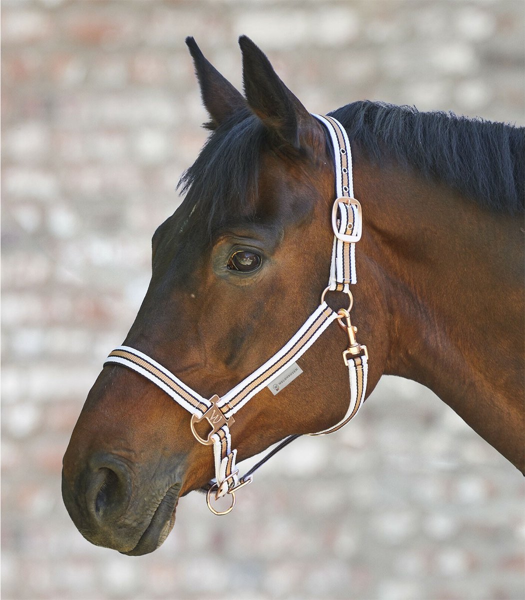 Halster Rose Shine maat Cob