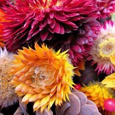 MRS Seeds & Mixtures Droogbloemenmengsel - 13 soorten – geschikt voor alle grondsoorten – eenjarige bloemen – erg kleurrijk – geschikt voor droogboeketten en als snijbloemen- 13 soorten