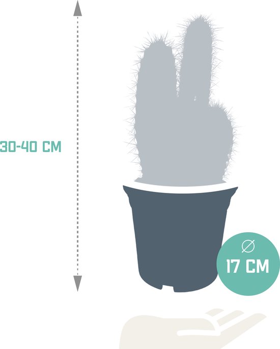 Cactus - Pilosocereus Azureus hauteur 27cm pot 12cm