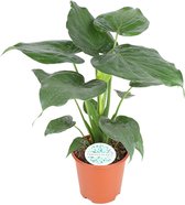 FloraFiesta - Olifantsoor - Alocasia Cucullata - Pot Ø21 cm - Hoogte 70 cm